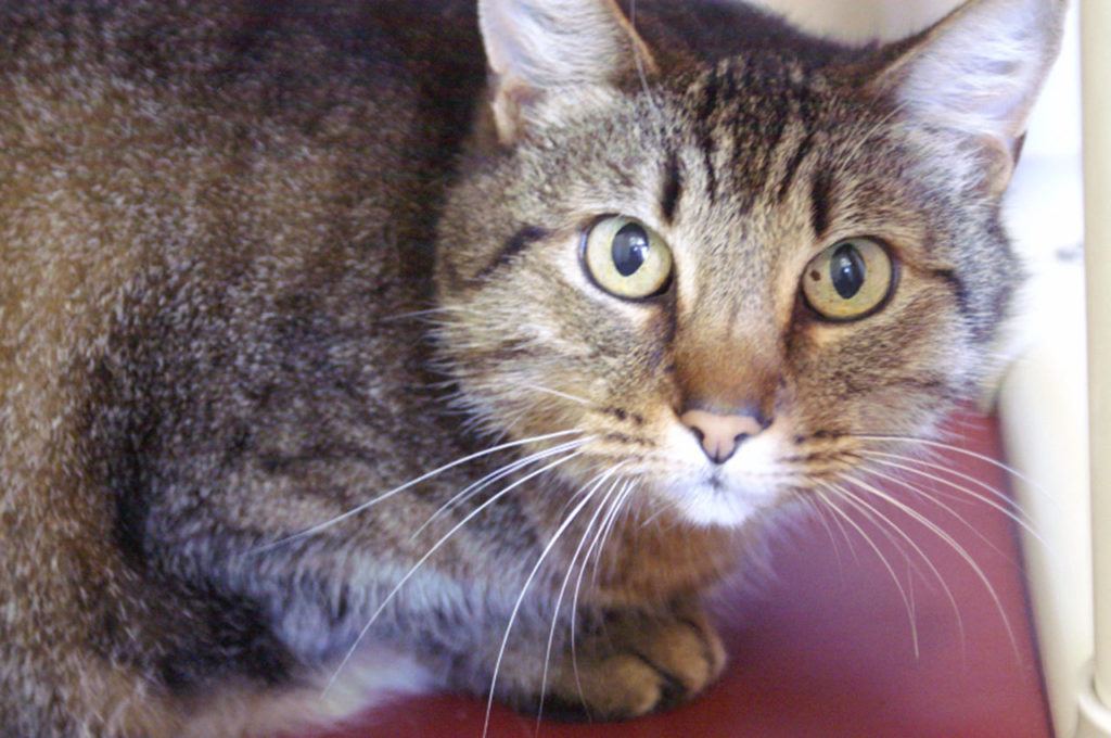 Lovely Luna likes to lounge – her previous owners called her a “happy couch potato”! She’s been an indoor/outdoor cat but she likes the indoor life best – humans have big, comfy beds!! (Tina Gleaton/Everett Animal Shelter)
