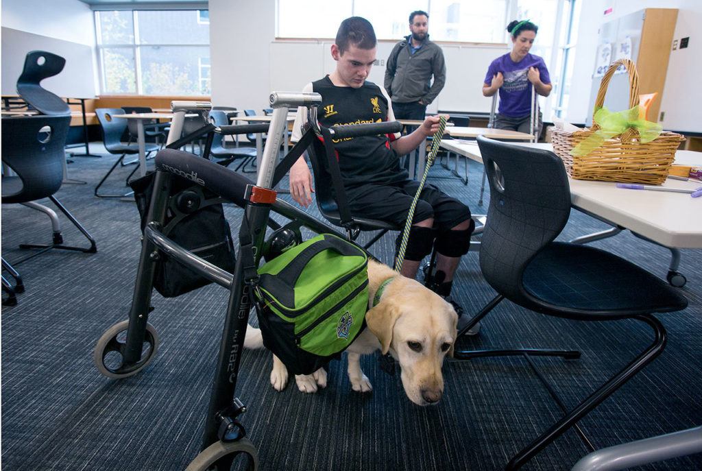 Nick Steffy prompts his service dog, Tina, to find a spot under a desk as he and other area students test out chairs and desks Wednesday at North Creek High School in Bothell. The students tested and graded three different sets of chairs and desks that the Northshore School District may purchase for the new high school. (Andy Bronson / The Herald)
