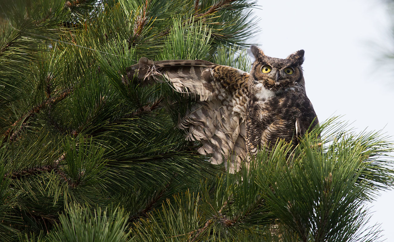 With a wing caught in fishing line and around a tree limb, a great horned owl perches at the Everett Marina on Wednesday in Everett. (Andy Bronson / The Herald)
