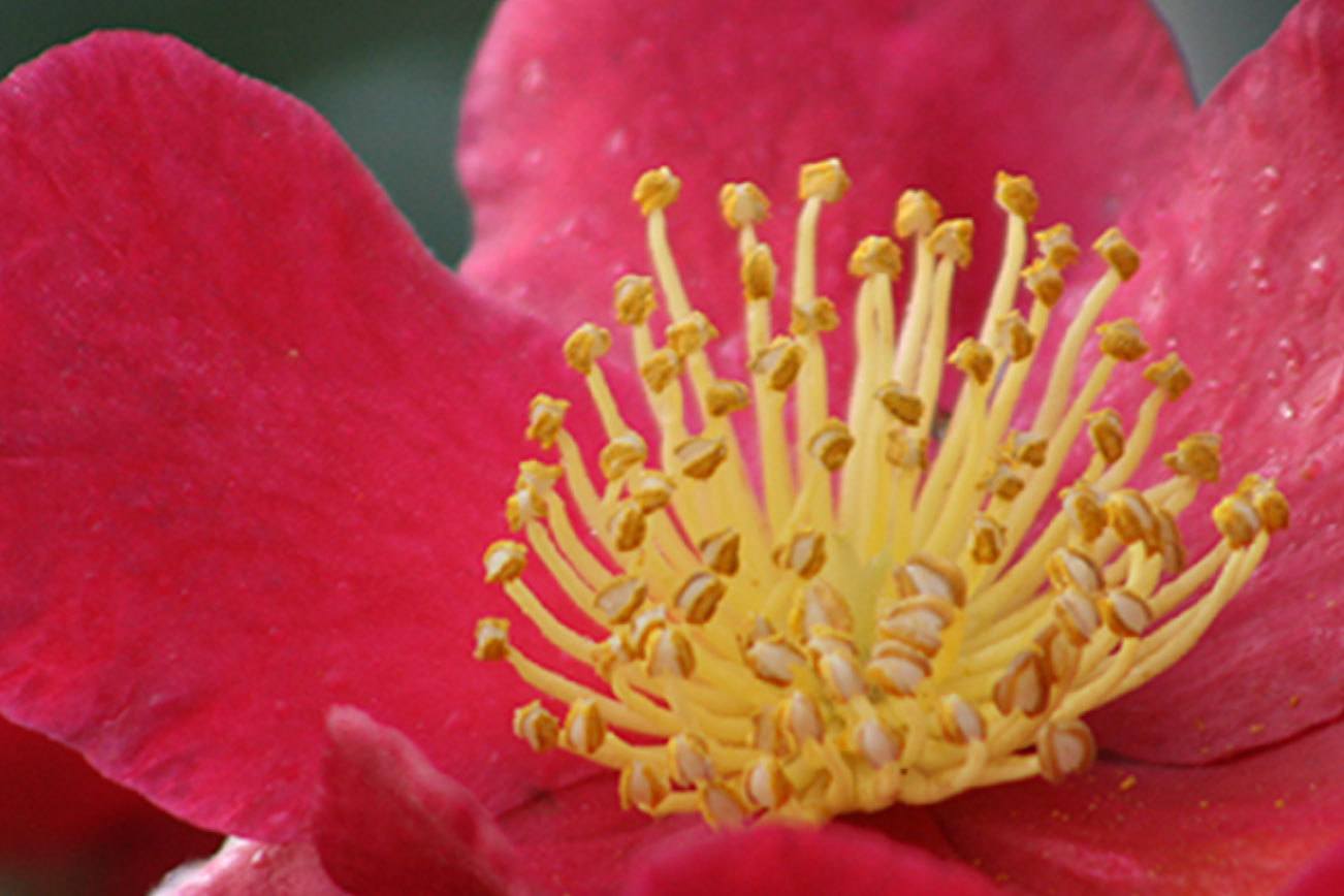 Camellia sasanqua “Yuletide” (Courtesy of Monrovia)