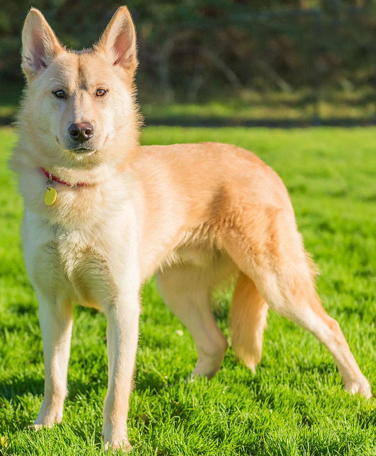 Glacier is a very shy but sweet young man. He has had a rough start in life so is just now learning the ropes. He will excel with positive reinforcement and a home with patience. Glacier has lived with other large breed dogs but cannot be around cats or small dogs. Any children in the home should be respectful of shy dogs and able to handle him gently. Glacier is probably not house trained and is not suited for apartment living at this time. (Curt Story/Everett Animal Shelter)