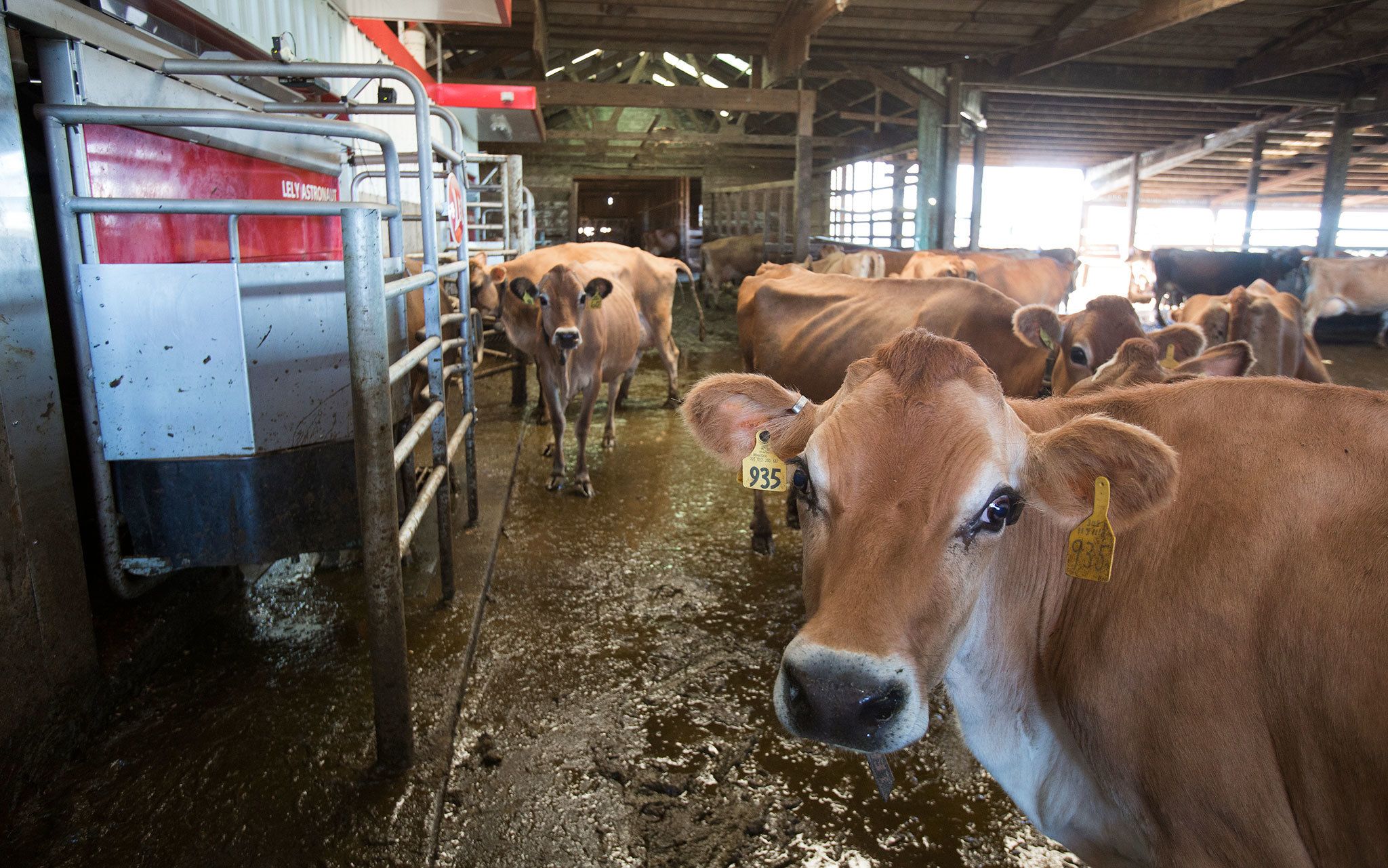 Dairy cows hang around in a barn waiting their turn to get milked by an automated milking machine at the Twin Brook Creamery on Sept. 21 in Lynden. (Andy Bronson / The Herald)
