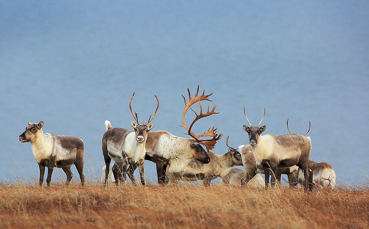 This undated photo shows Caribou in the Western Arctic in Alaska. The size of an Arctic caribou herd in Alaska has been cut in half in just the last three years, and researchers are trying to understand why. (Jim Dau/Alaska Department of Fish and Game via AP)