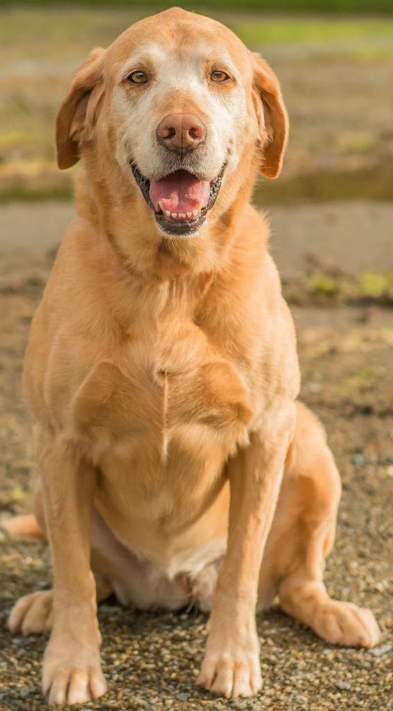 Heidi is a beautiful young senior lab that loves to play fetch all day! She is still very active and needs plenty of exercise. Heidi likes other dogs and knows some tricks. She will need a family with somebody home all the time or able to take her with them. She can not be crated or left in an outdoor kennel as she becomes very destructive and injures herself. She is a wonderful dog and just needs the right family. (Curt Story / Everett Animal Shelter)
