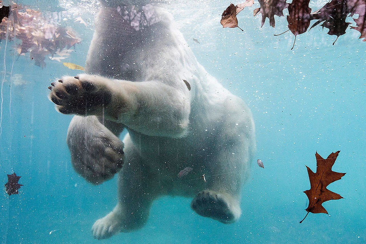 Fiete, a two year-old male polar bear (Ursus Maritimus) from Rostock Zoo, is seen in his new enclosure at the Nyiregyhaza Zoo in Nyiregyhaza, Hungary, on Wednesday, Nov. 16. Fiete arrived as a partner of a female bear in Nyiregyhaza within the frame of the European Endangered Species Programs. (Attila Balazs/MTI via AP)
