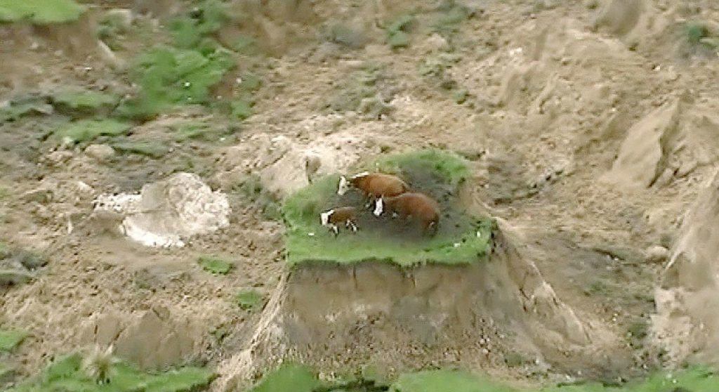 In this image made from video, three cows are stranded on an island of grass in a paddock that had been ripped apart following an earthquake near Kaikoura, New Zealand, on Monday. (Newshub via AP) 
