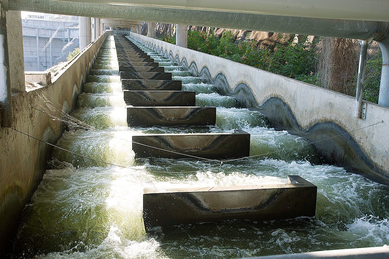 Water flows through a fish ladder at Lower Granite Dam on the Snake River in Washington state in 2014. There is a renewed push to remove Lower Granite and three other dams on the Snake River to save wild salmon runs. (Dean Hare/The Moscow-Pullman Daily News, file)
