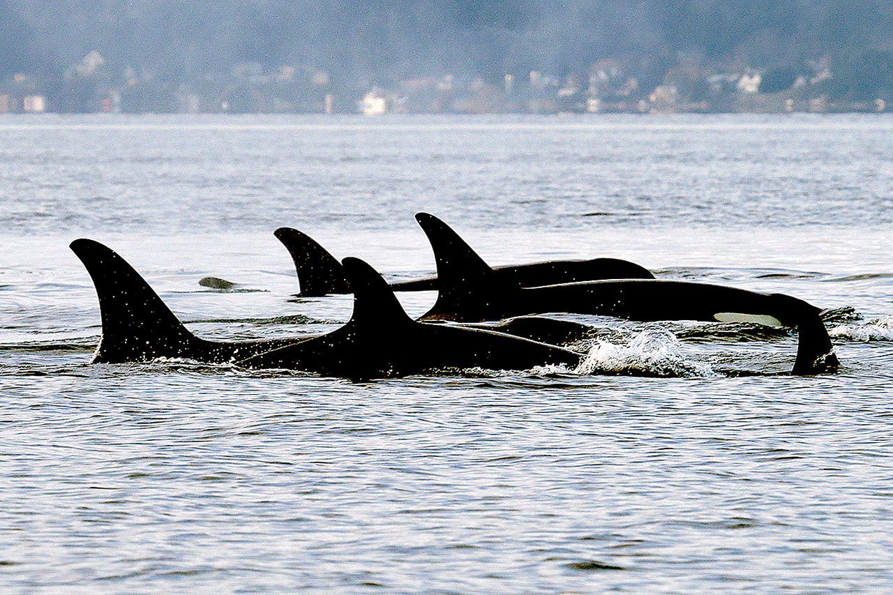 In this Jan. 18, 2014, file photo, orcas swim in Puget Sound, west of Seattle. The U.S. Navy has finalized a plan to expand sonar testing and other warfare training off the coasts of Washington, Oregon and northern California after a lengthy review that included a determination from the National Marine Fisheries Service that the exercises would not have major impacts on endangered orcas and other marine mammals. (AP Photo/Elaine Thompson, File)