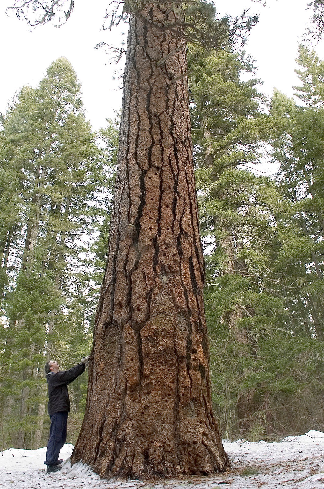 In a Feb. 8, 2007 photo, a man looks up at the Big Tree near Trout Lake, Washington. One of the oldest and tallest ponderosa pines in the Pacific Northwest, the 213-foot-tall ponderosa in the Gifford Pinchot National Forest in southwest Washington died last year but its demise was not made public. (The Columbian via AP)