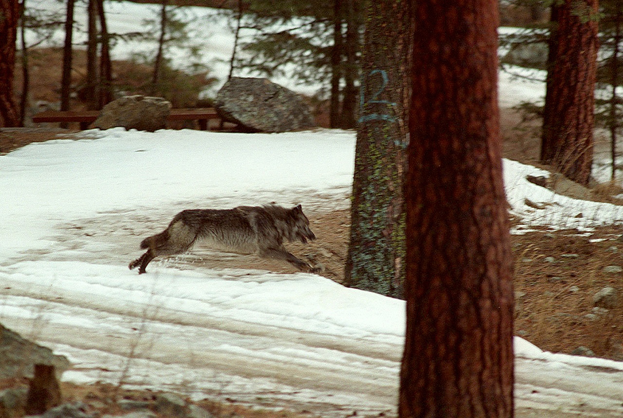 1995 14 Волков. Wolf Pack Attack Elk. Wolf of Wilderness спальный мешок. Волчья дикость
