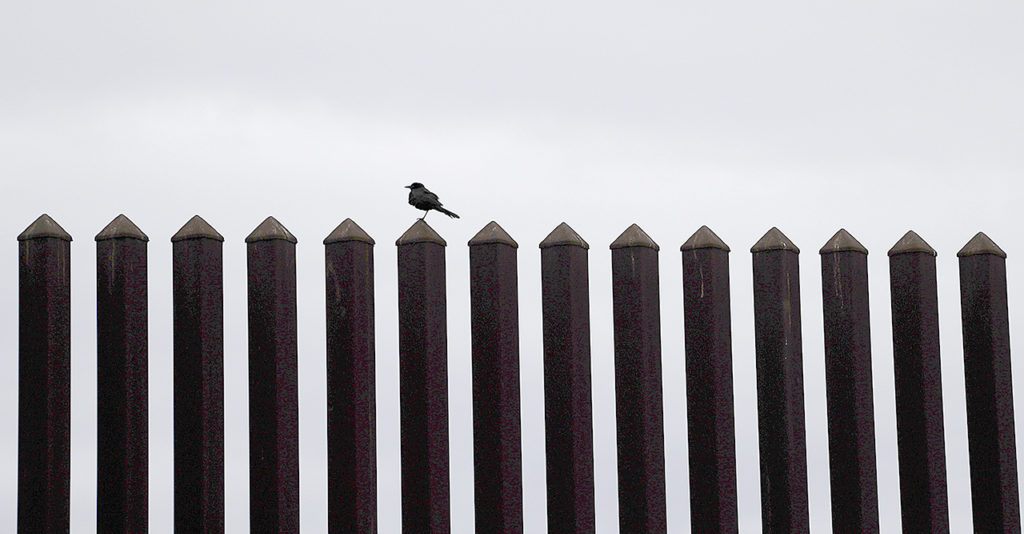 In Nov. 14, photo, a bird rests on a section of 18-foot high border fence in Brownsville, Texas. The idea of a concrete wall spanning the entire 1,954-mile southwest frontier collides head-on with multiple realities, like a looping Rio Grande, fierce local resistance, and cost. (AP Photo/Eric Gay)
