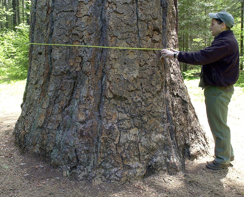In a May 31, 2000 photo, Dennis Seidman of the U.S. Forest Service measures the Big Tree on Mount Adams in Washington. Growing on the southern flanks of Mount Adams, the tree grew to 202 feet tall and 84 inches in diameter. It was estimated to be between 370 and 500 years old. (The Columbian/File)
