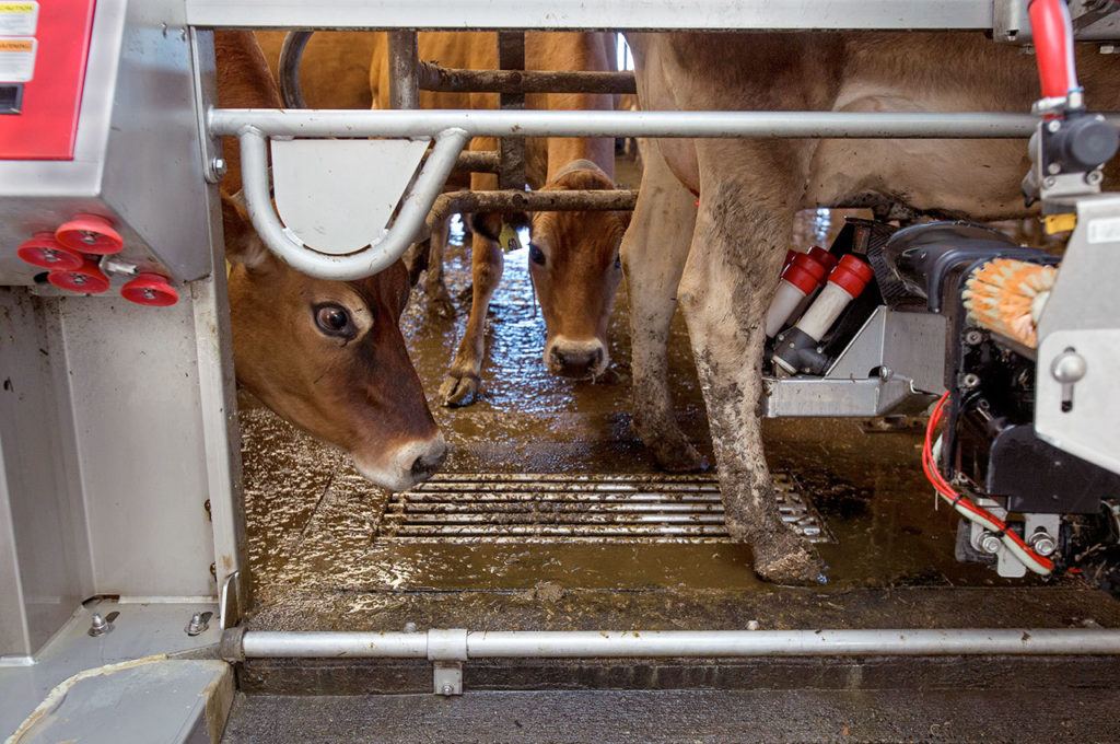 Two cows watch as another is milked at the Twin Brook Creamery in Lynden. (Andy Bronson / The Herald)
