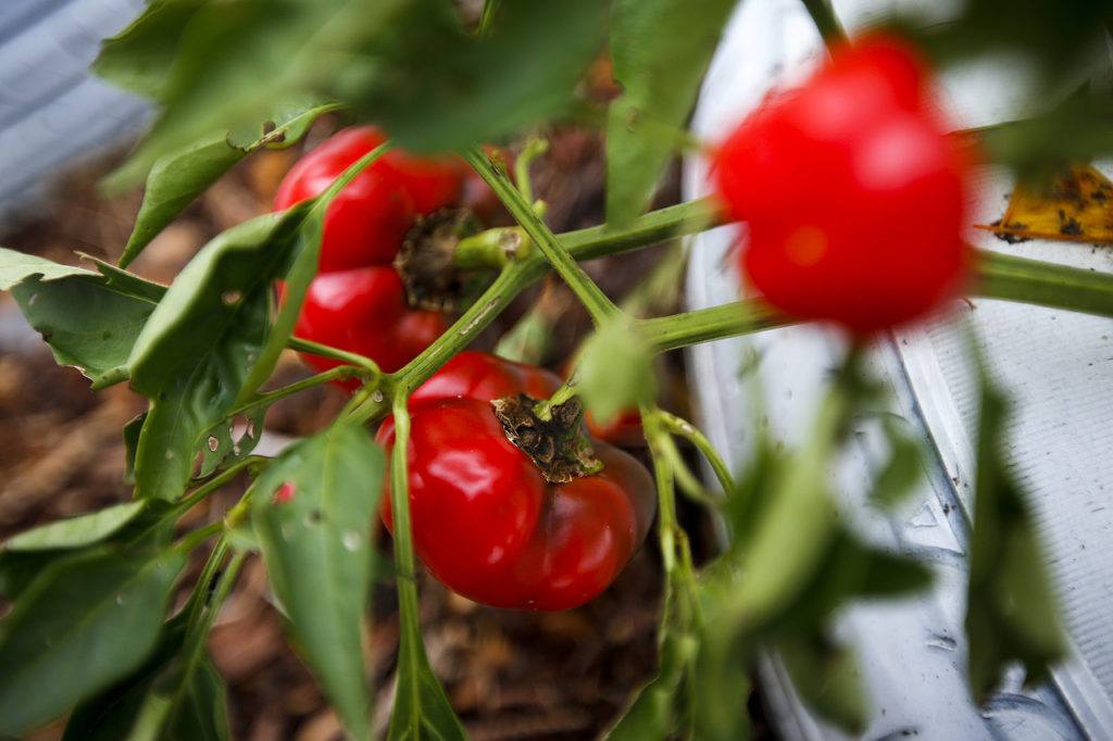 Red bell peppers hang in Terry Myer’s garden at her Lake Stevens area home. (Ian Terry / The Herald)

