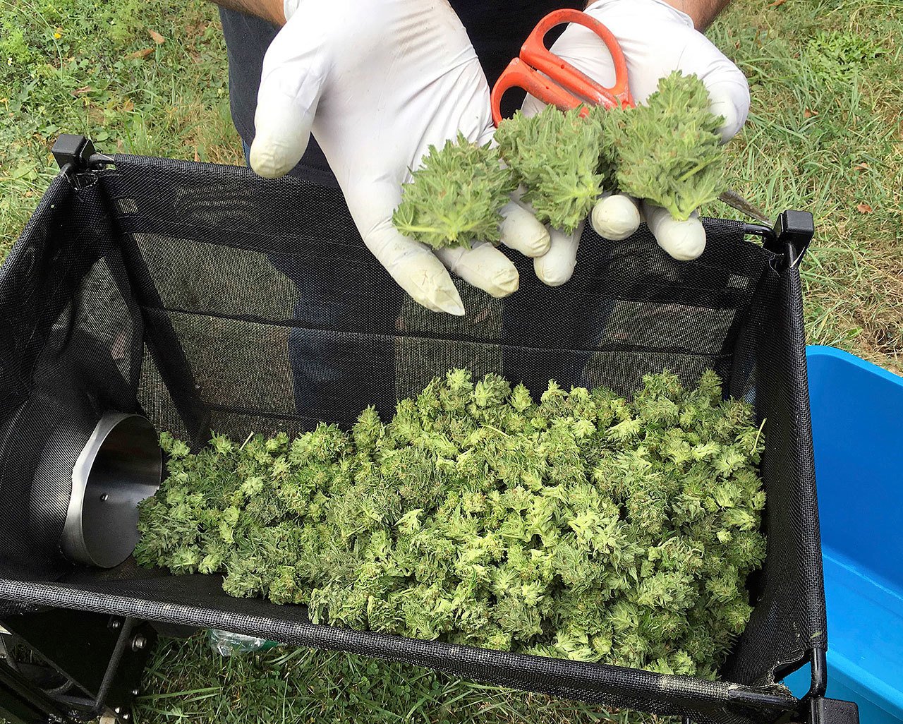A marijuana harvester examines buds as they go through a trimming machine in a rural area near Corvallis, Oregon, in September. (AP Photo/Andrew Selsky)