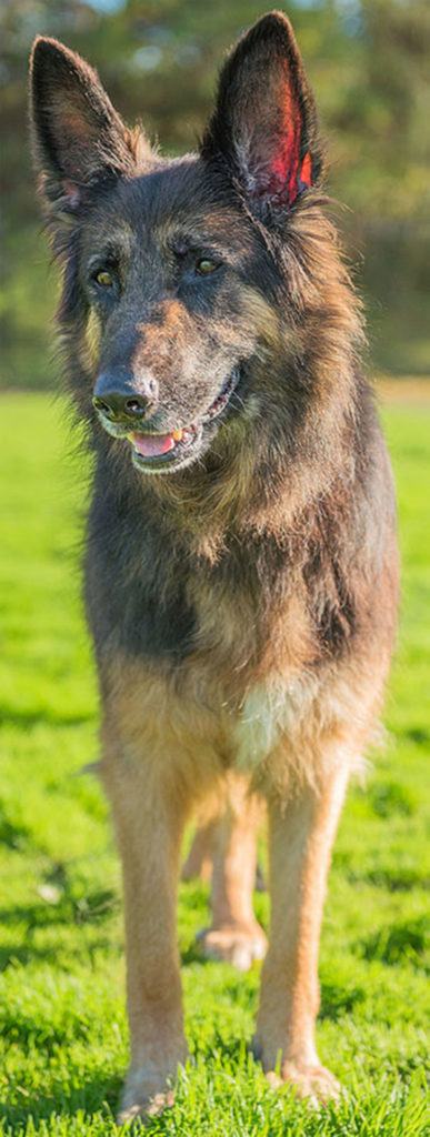 Maggie is a sweet girl but in her older age seems to be a little reactive to other dogs, therefor she is looking to be the only dog in the house and you will need to be cautious when out on walks. She will need a home with no cats as we fear she might chase them. Maggie is going to need a little extra love to get her skin and coat back to looking full and luscious again. Maggie is looking for someone that is home more often than not as we think she might have a little separation anxiety. Medical: Maggie suffers from chronic ear infections, she is being treated right now and will need to be monitored closely by your vet. (Curt Story/Everett Animal Shelter)
