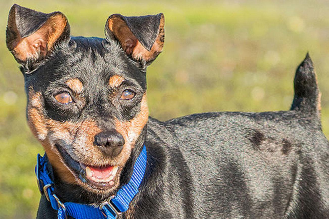 These Everett Animal Shelter dogs need homes, maybe yours?