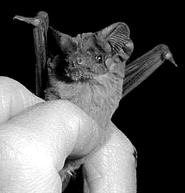 The Brazilian free-tailed bat can fly, level to the ground, at a whopping 100 mph. (Wikipedia)