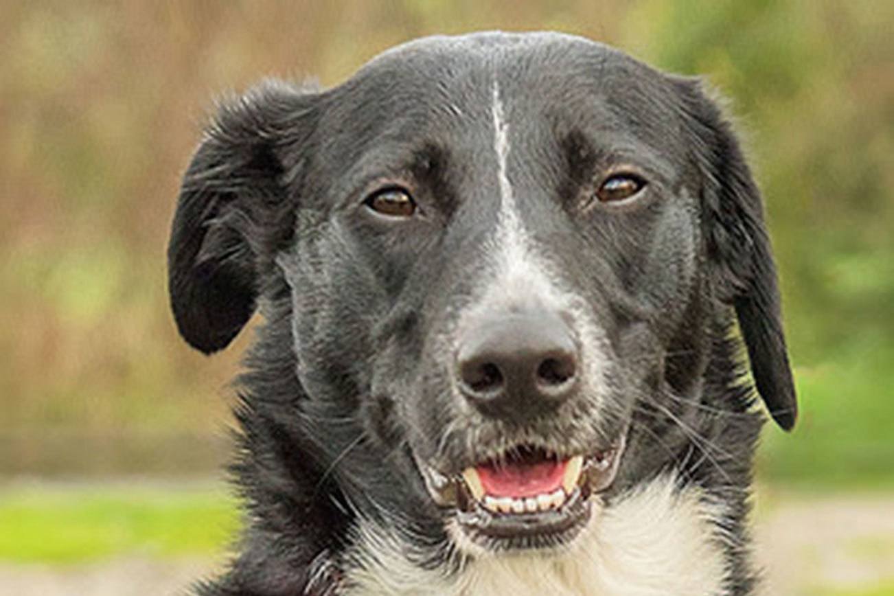 Three dogs ready for adoption from Everett Animal Shelter