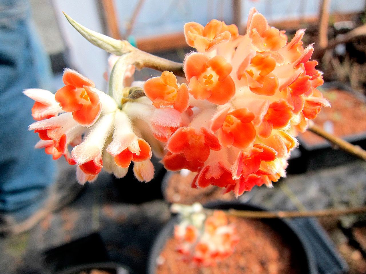 Plant of Merit