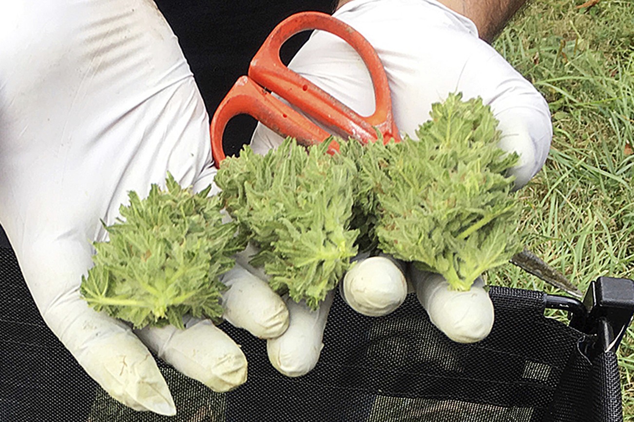 A marijuana harvester examines a bud that is going through a trimming machine in a rural area near Corvallis, Ore., Sept. 30, 2016. Marijuana growers and entrepreneurs have a lot riding on ballot measures in 50 Oregon counties and municipalities in the Nov. 8 election, with some places having allowed marijuana businesses and other having banned it. (AP Photo/Andrew Selsky)