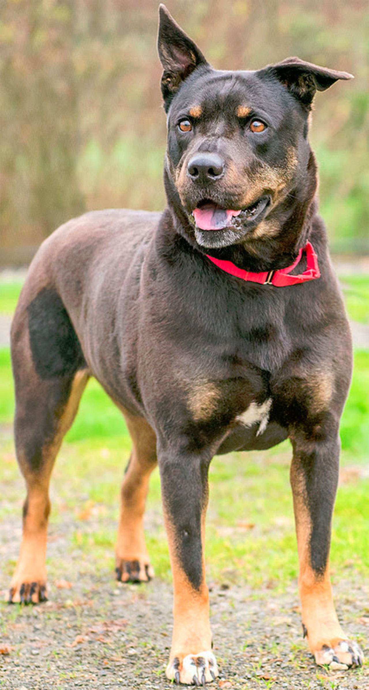 Baby is a sweet girl that is excited about life and meeting new people. She has lived around kids before but she can be a little excited so you will need to watch her and make sure she knows not to play to rough. She will need a meet and greet with any resident canines and a feline free home. Medical info: We suspect Baby has some arthritis in her hips and may need x-rays and medication in the future. (Curt Story/Everett Animal Shelter)