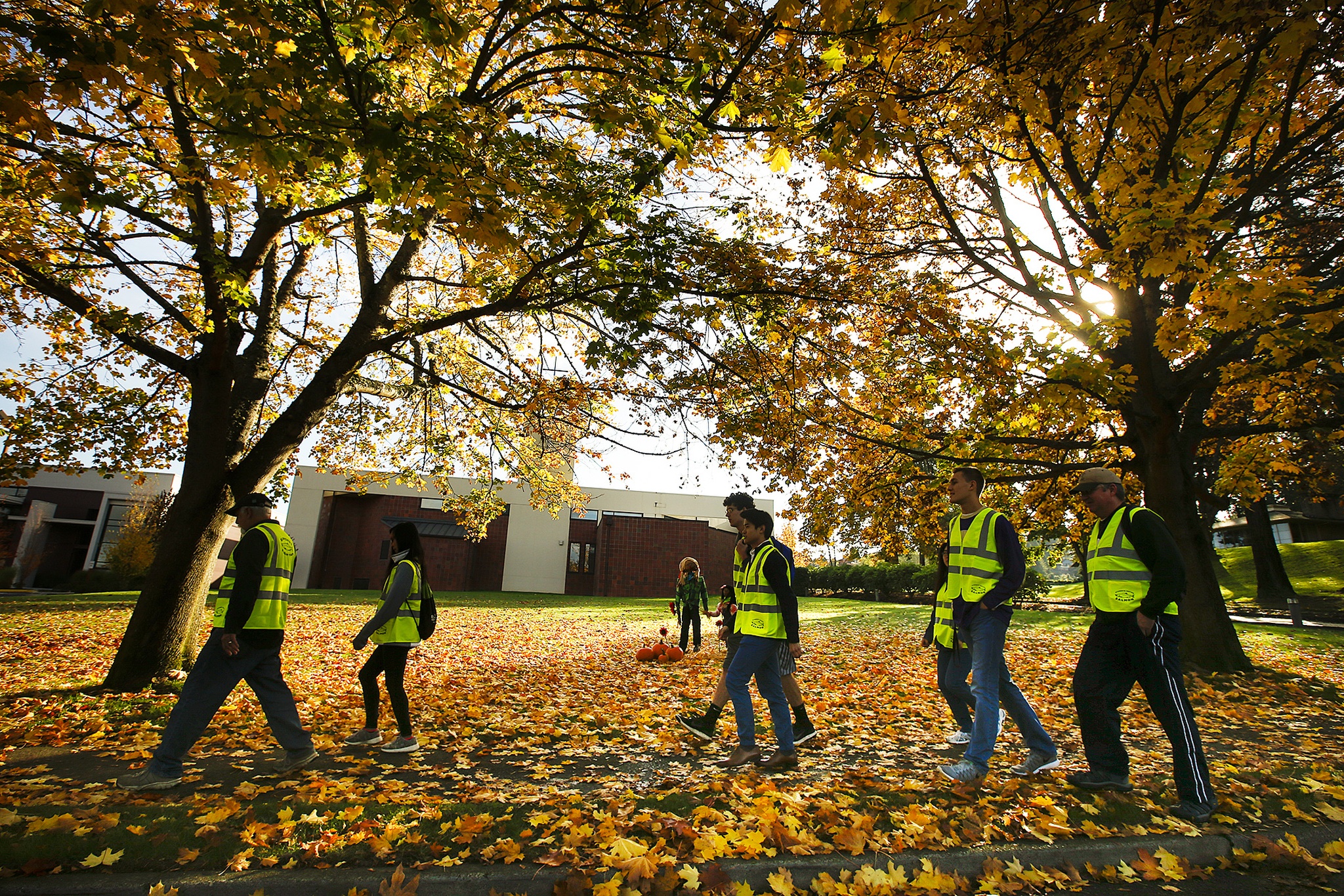 Students from Edmonds-Woodway High School’s Students Saving Salmon group walk along 7th Avenue N in Edmonds while out surveying the community Oct. 22 about recent salmon migration in Shell Creek. It’s common for salmon to make their way into inland streams during late autumn to begin a journey upstream where they will spawn. (Ian Terry / The Herald)