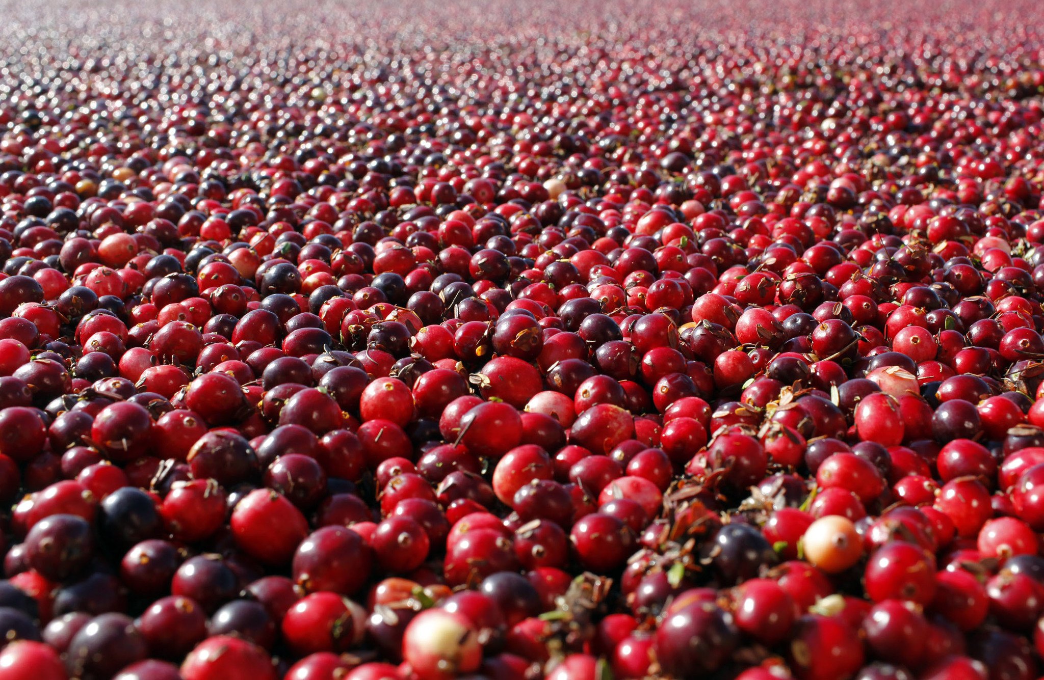 Study finds cranberries ineffective for urinary infections