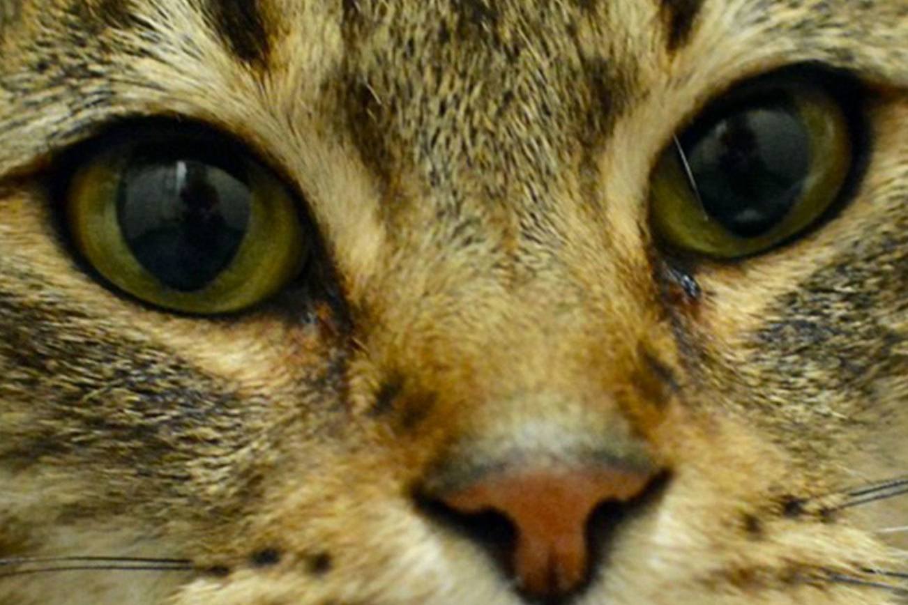 Dogs, cats, bunnies, mice up for adoption from Everett Animal Shelter