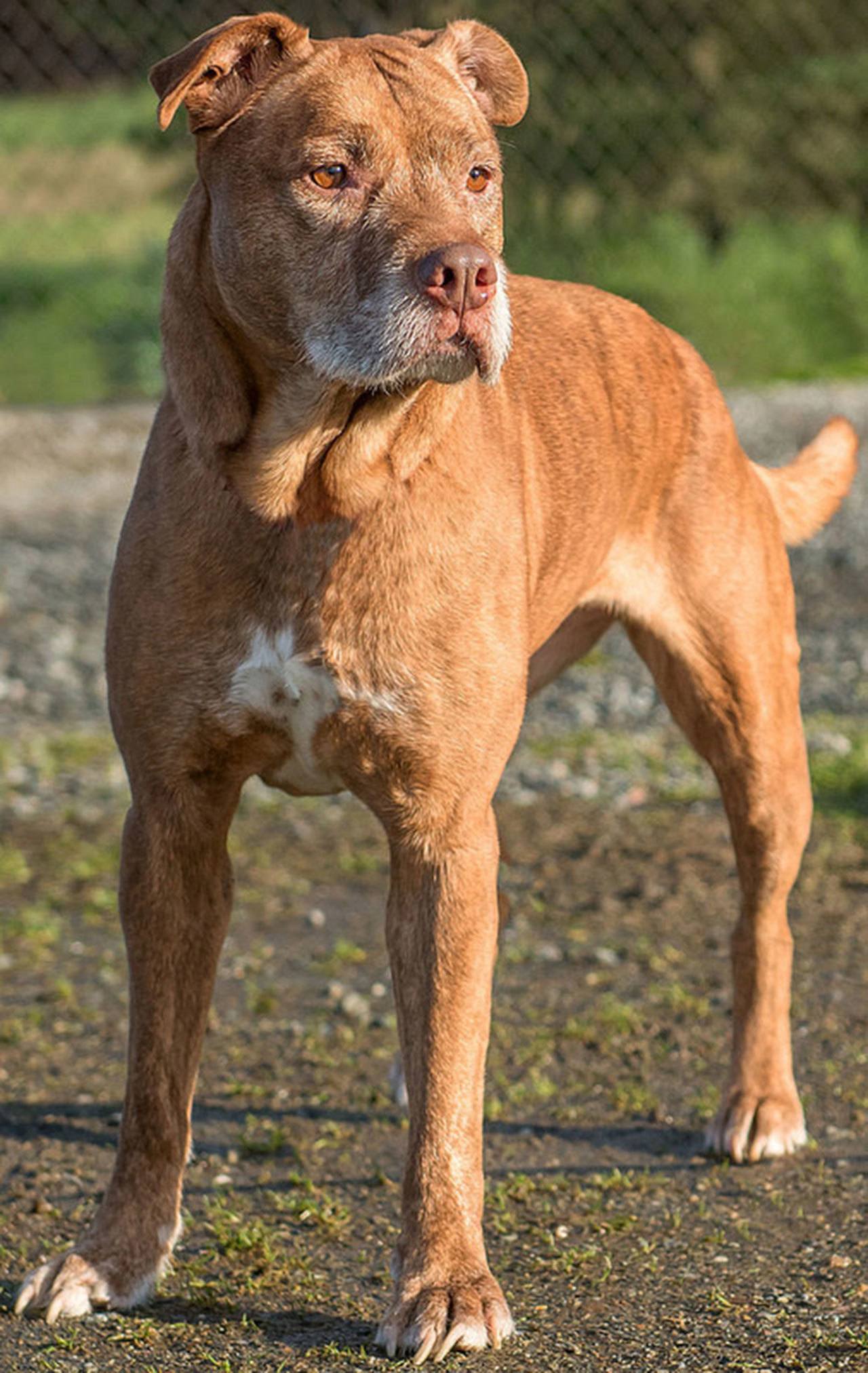 Jada is a sweet laid back young senior lady. She loves going for walks and sleeping on comfy dog beds. Jada will need a meet and greet with any resident dogs and her home needs to be feline free. (Curt Story/Everett Animal Shelter)