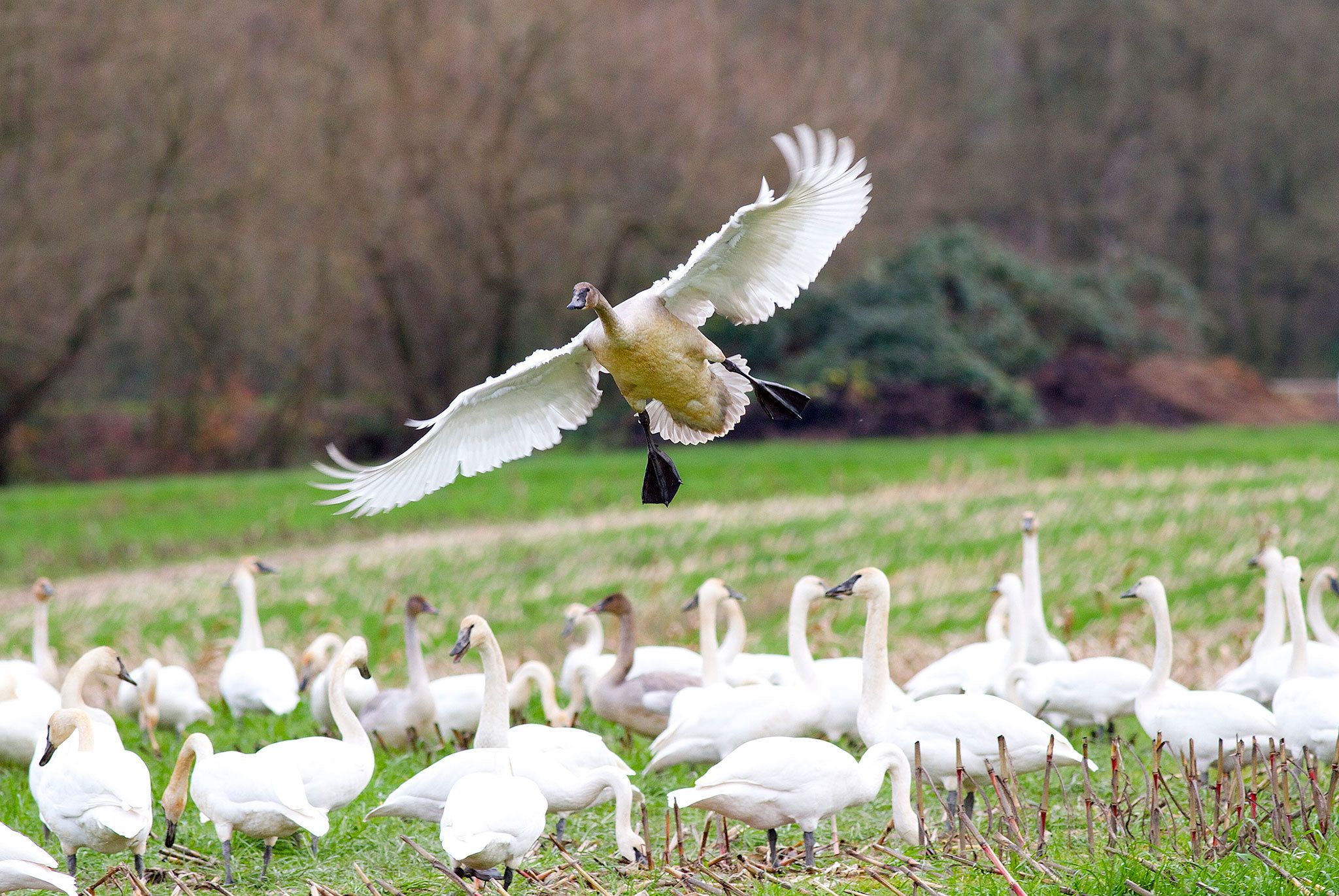 A swan uses its feathers and its feet to slow down as it lands. (Photo by Mike Benbow)