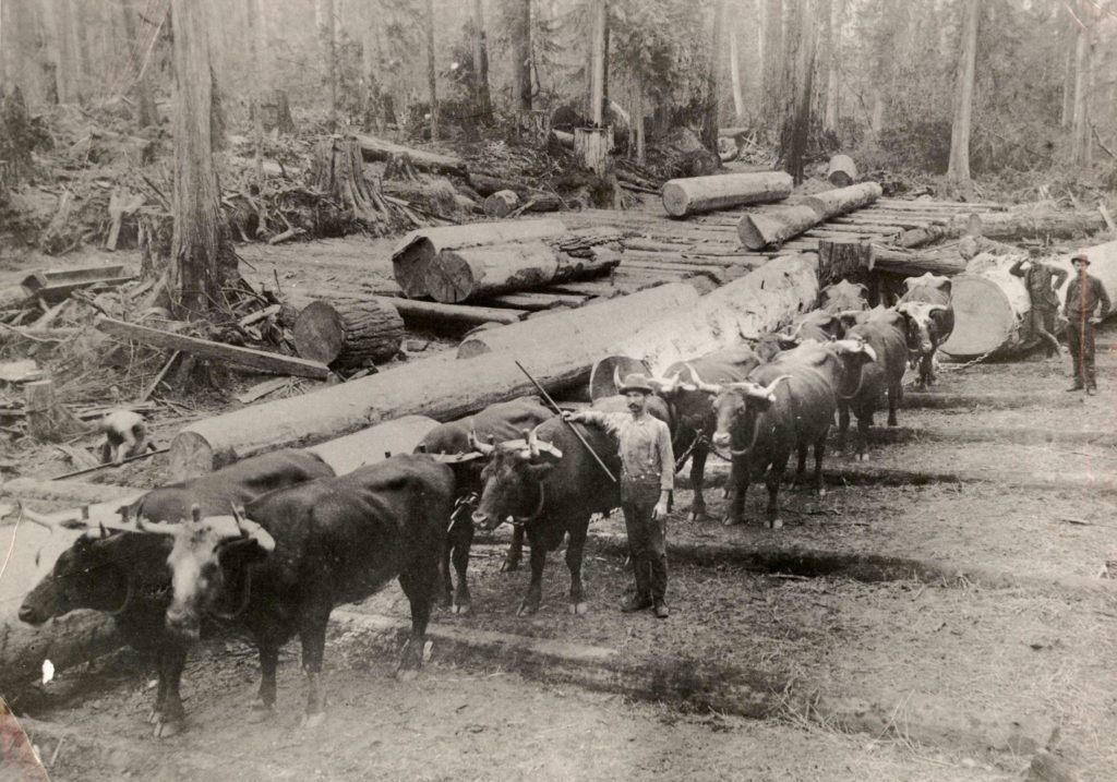 George Brackett with his team of oxen, skidding logs out of the area they’ve been working. The two lead oxen, Simon and Bolivar, are reputed to be the ones whose names Brackett added to the petition made to the Washington secretary of state to incorporate Edmonds as a town. (Edmonds Historical Museum) 
