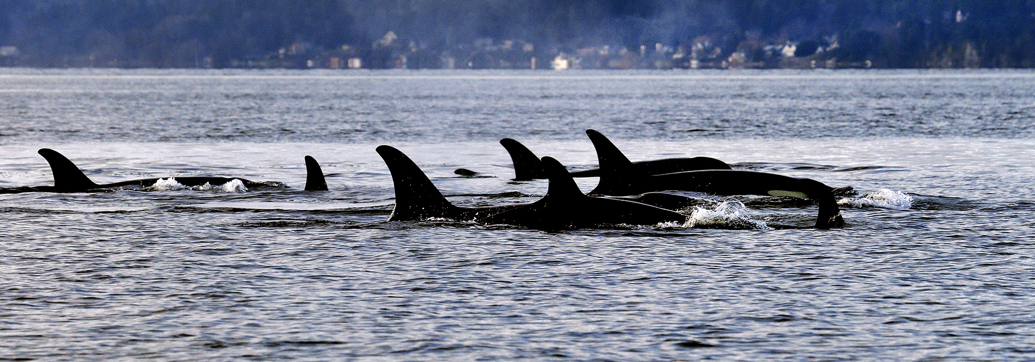 In this Jan. 18, 2014, photo, orcas swim in Puget Sound, west of Seattle. (AP Photo/Elaine Thompson, File)