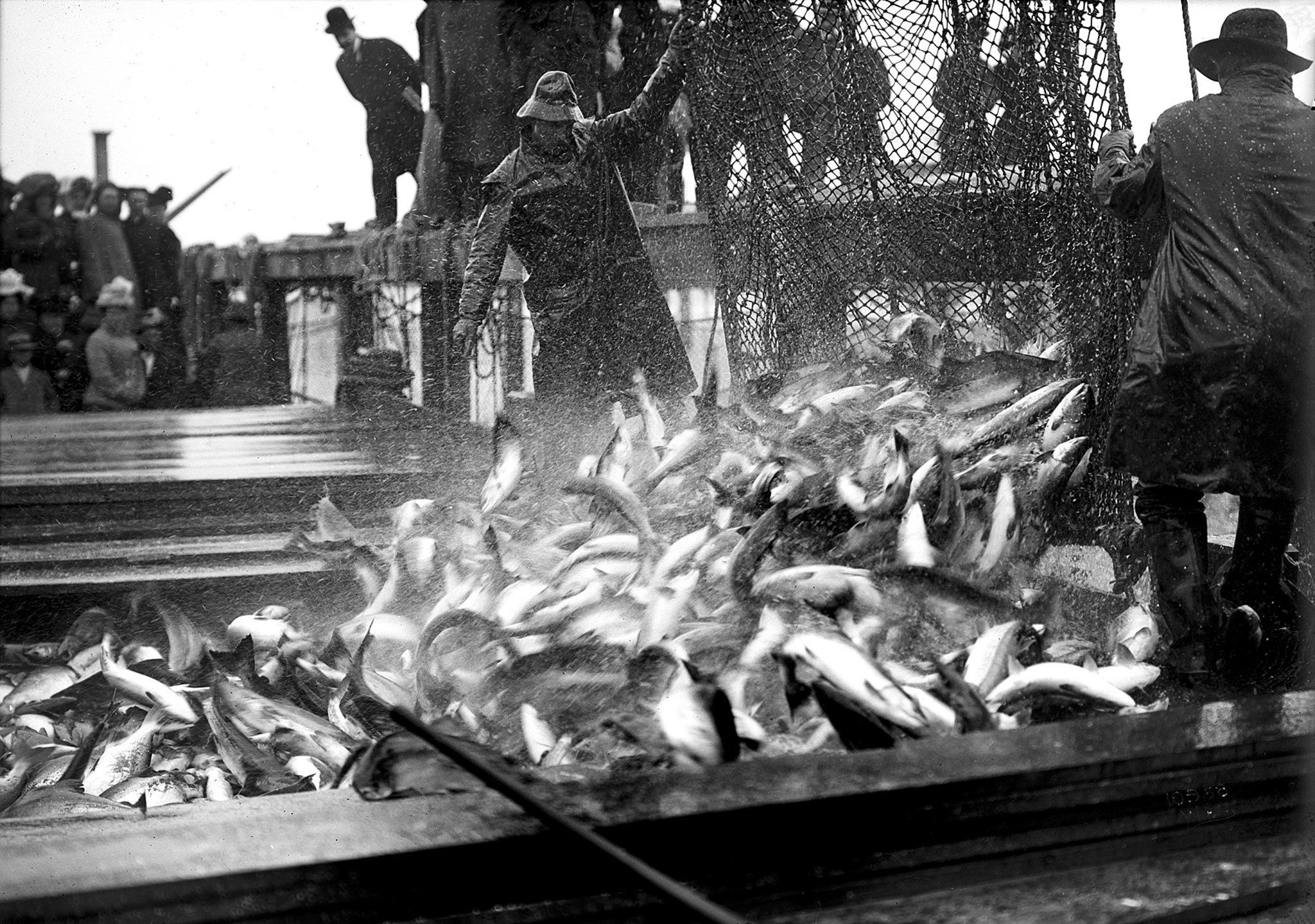 “Salmon net, 1910” from the PEMCO Webster and Stevens Collection in the Edible City exhibit at the Museum of History and Industry. (Photo courtesy Museum of History and Industry)