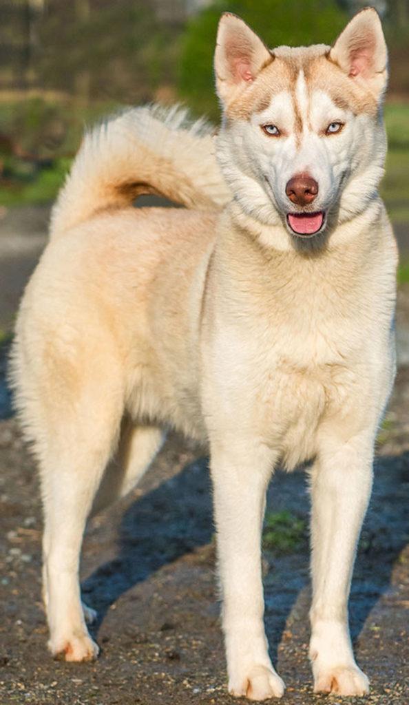 Leo has been passed around a bit lately due to him being true to his breed. He needs a home without any other animals or children. Leo will need secure confinement and plenty of exercise. His next home needs solid breed experience with huskies and willing to commit to him. (Curt Story/Everett Animal Shelter)
