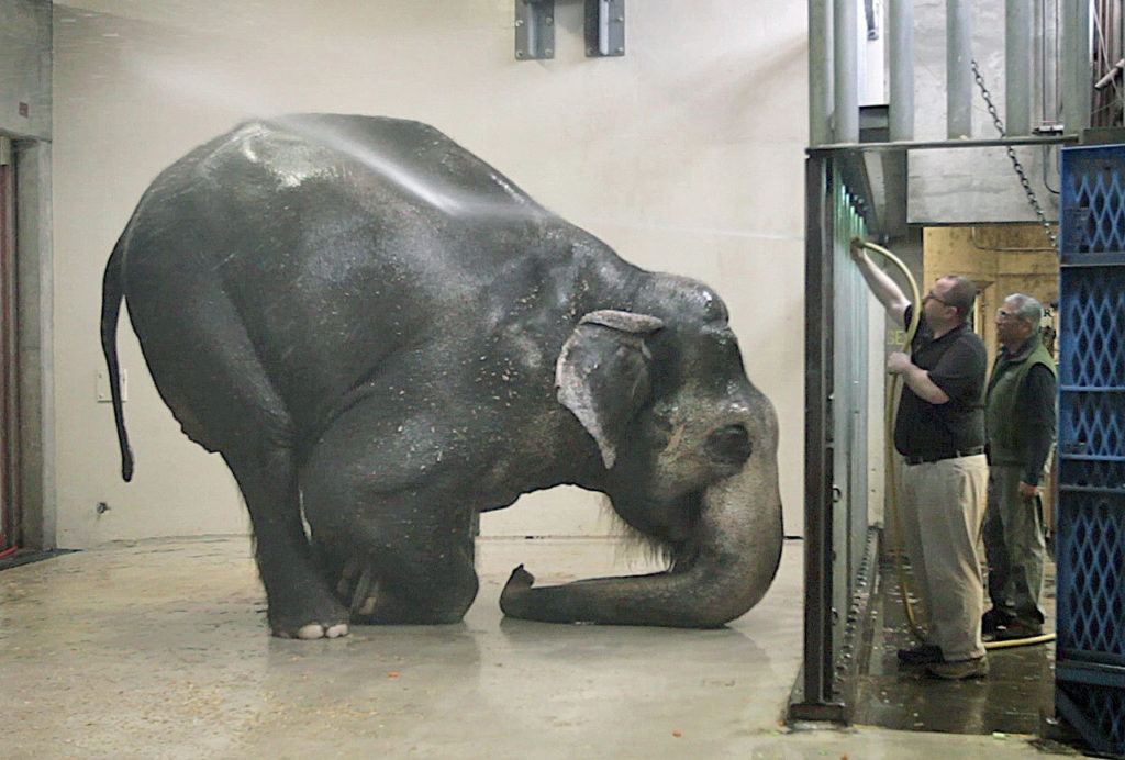Packy, an Asian elephant, is sprayed with water at the Oregon Zoo in Portland. At 54, Packy is the oldest male of his species in North America. (Randy L. Rasmussen/The Oregonian via AP, File) 
