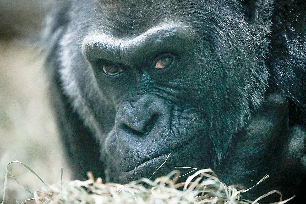 Colo, a western lowland gorilla, rests in her enclosure at the Columbus Zoo in Columbus, Ohio. She was the very first born and oldest surviving gorilla in captivity and turned 60 on Thursday. (AP Photo/John Minchillo,File)