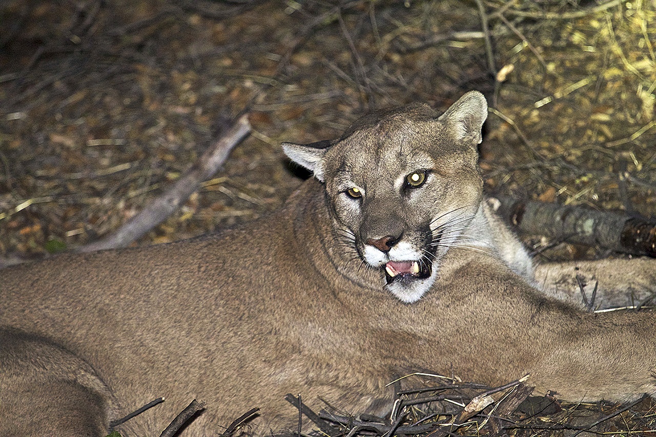 This undated photo shows a mountain lion, known as P-45, that is believed to be responsible for the recent killings of livestock near Malibu, California. Ten alpacas were killed Saturday, Nov. 26, at a ranch and one alpaca and a goat were killed at another ranch on Sunday. California Fish and Wildlife has issued a rancher a 10-day permit to kill a lion known as P-45, but officials of the Santa Monica Mountains National Recreation Area contend that killing a cougar preying on livestock near Malibu will not solve the problem. (National Park Service via AP)