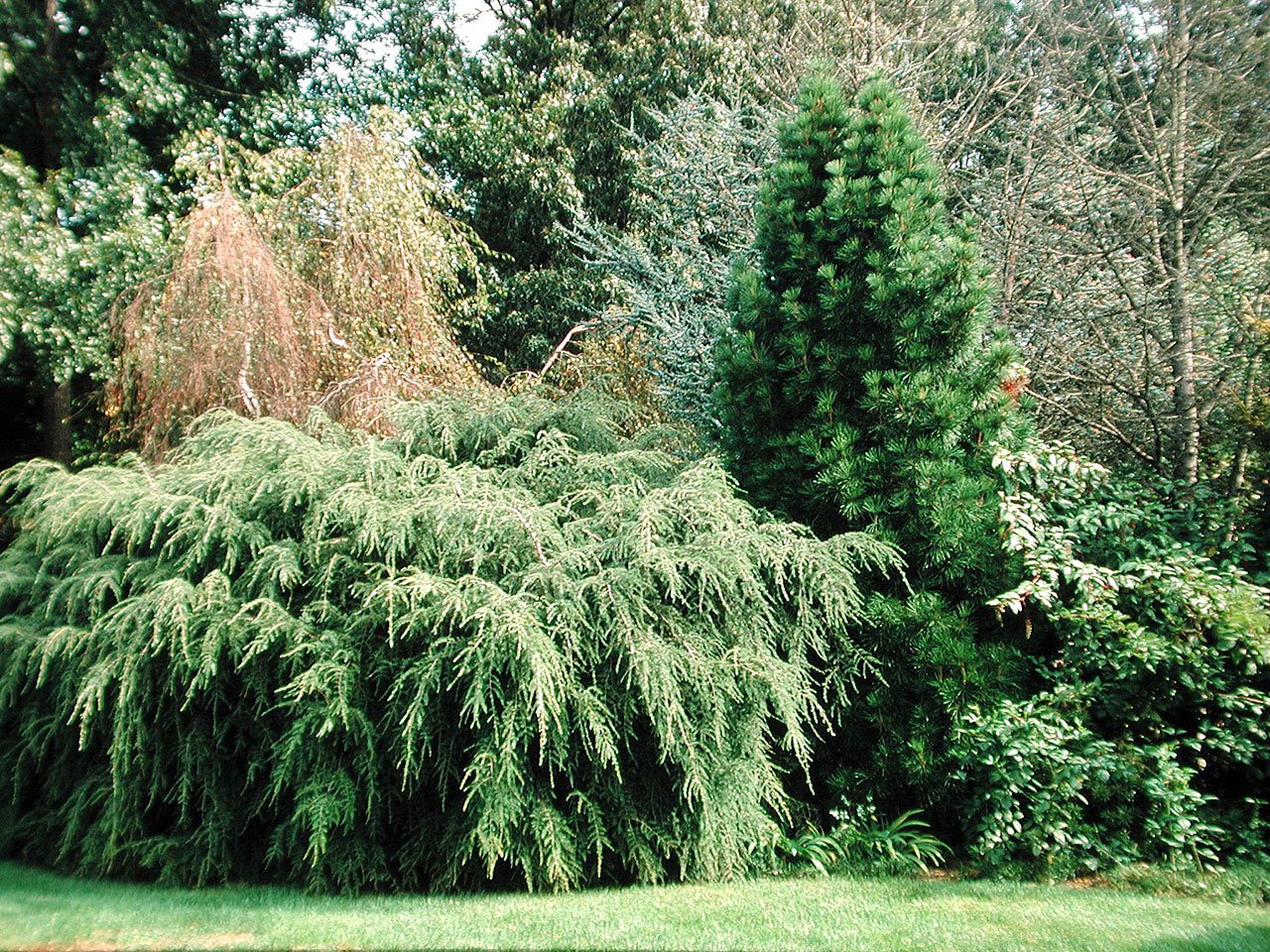 Tsuga canadensis “pendula,” aka sargent’s weeping hemlock, takes on a decidedly animated character with age, as its wingspan and variation in texture increases. (Great Plant Picks photo)