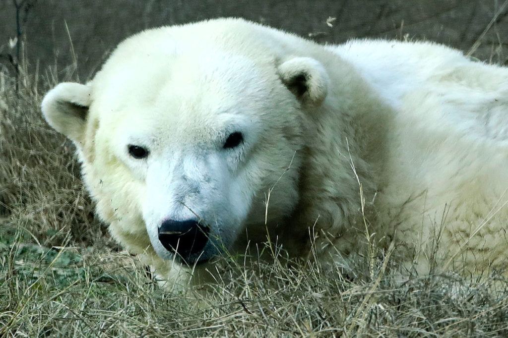 Coldilocks the polar bear looks up from a nap at the Philadelphia Zoo in Philadelphia. Coldilocks, 36, is considered the oldest polar bear in the U.S. (AP Photo/Matt Rourke, File)
