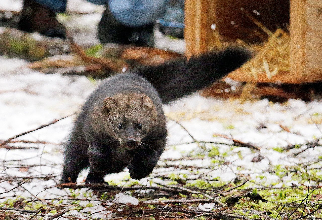 In this Dec. 2 photo, a Pacific fisher takes off running after being released into a forest at Mount Rainier National Park. Pacific fishers, forest-dwelling weasel-like mammals whose numbers have declined in the West Coast over the decades, are slowly making a comeback in Washington state. The fisher was among 10 captured days earlier in British Columbia, and then released Friday as part of a multi-year effort to restore them to their historic range. (AP Photo/Elaine Thompson)