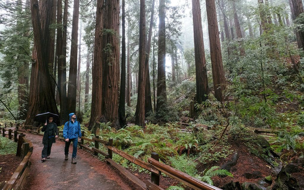 Tourists walk among redwoods in Muir Woods National Monument in Northern California. (Photo for The Washington Post by Ryan Jones)
