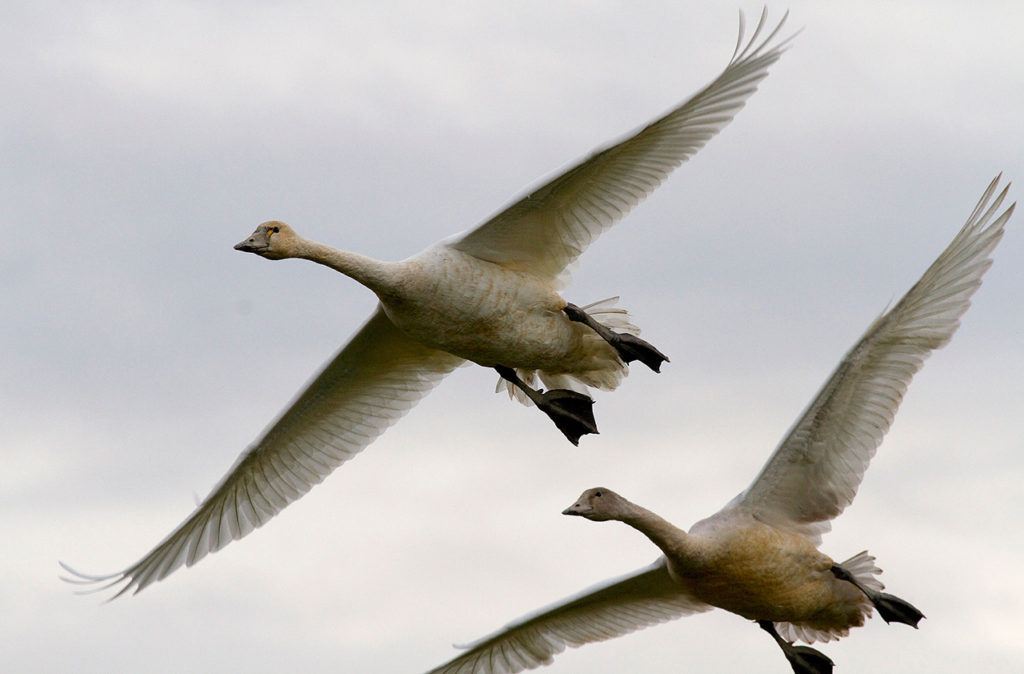 Flying in close formation. (Photo by Mike Benbow)
