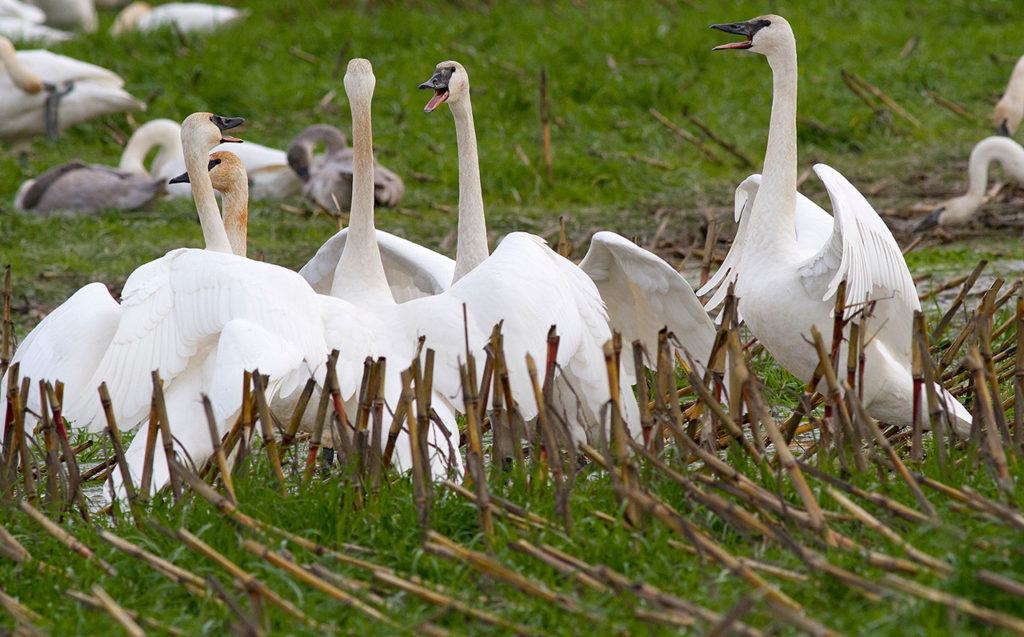A group of swans huddle up in a field. (Photo by Mike Benbow)
