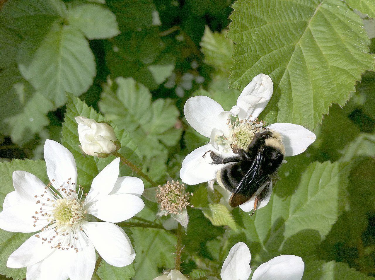 Yellow face bumble bee on marionberry. (Photo by Eric Lee-Mäder)

