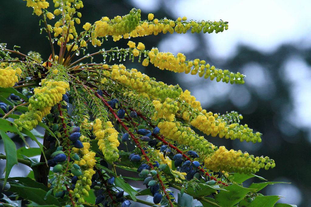 The winter-blooming plant mahonia x media “winter sun” is a hummingbird magnet. (Pam Roy)
