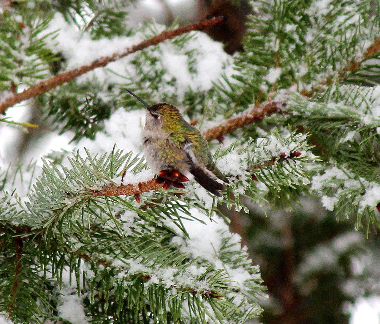A wintering Anna’s hummingbird searches for a blossom or a thawed hummingbird feeder in 2012. (Gary M. Ciminski)