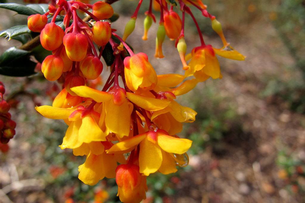 Berberis derwinii blossoms offer hummingbirds fuel in late winter and early spring. (Pam Roy)
