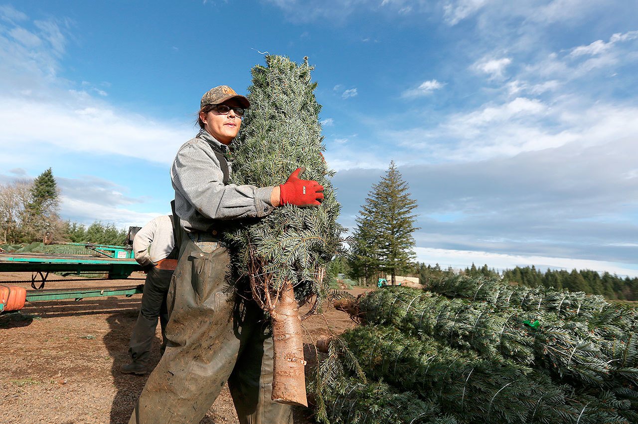 Gerald Beard and fellow workers bale and sort Christmas trees at Hupp Farms in Silverton, Oregon, in November. (Danielle Peterson /Statesman-Journal via AP)