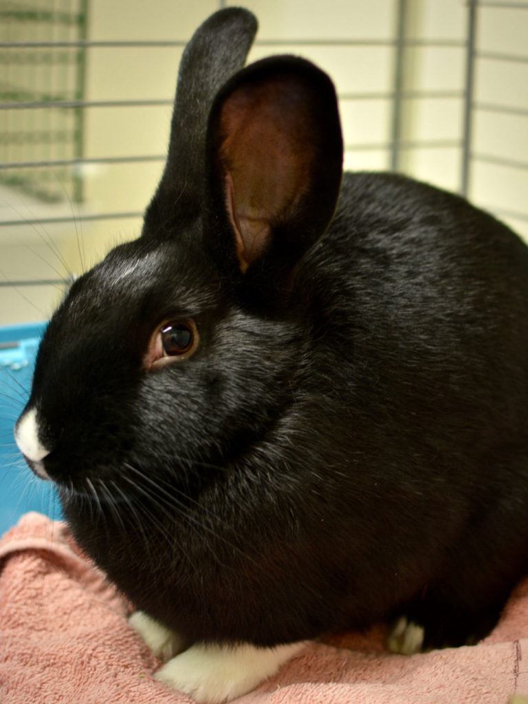 ​Marshall is a young, compact little male rabbit who grew up in foster care, where he became used to being around people. He’s very active and likes to hop and jump around. He has been neutered, which should make him healthier and well behaved. (Everett Animal Shelter / Jon Annis)
